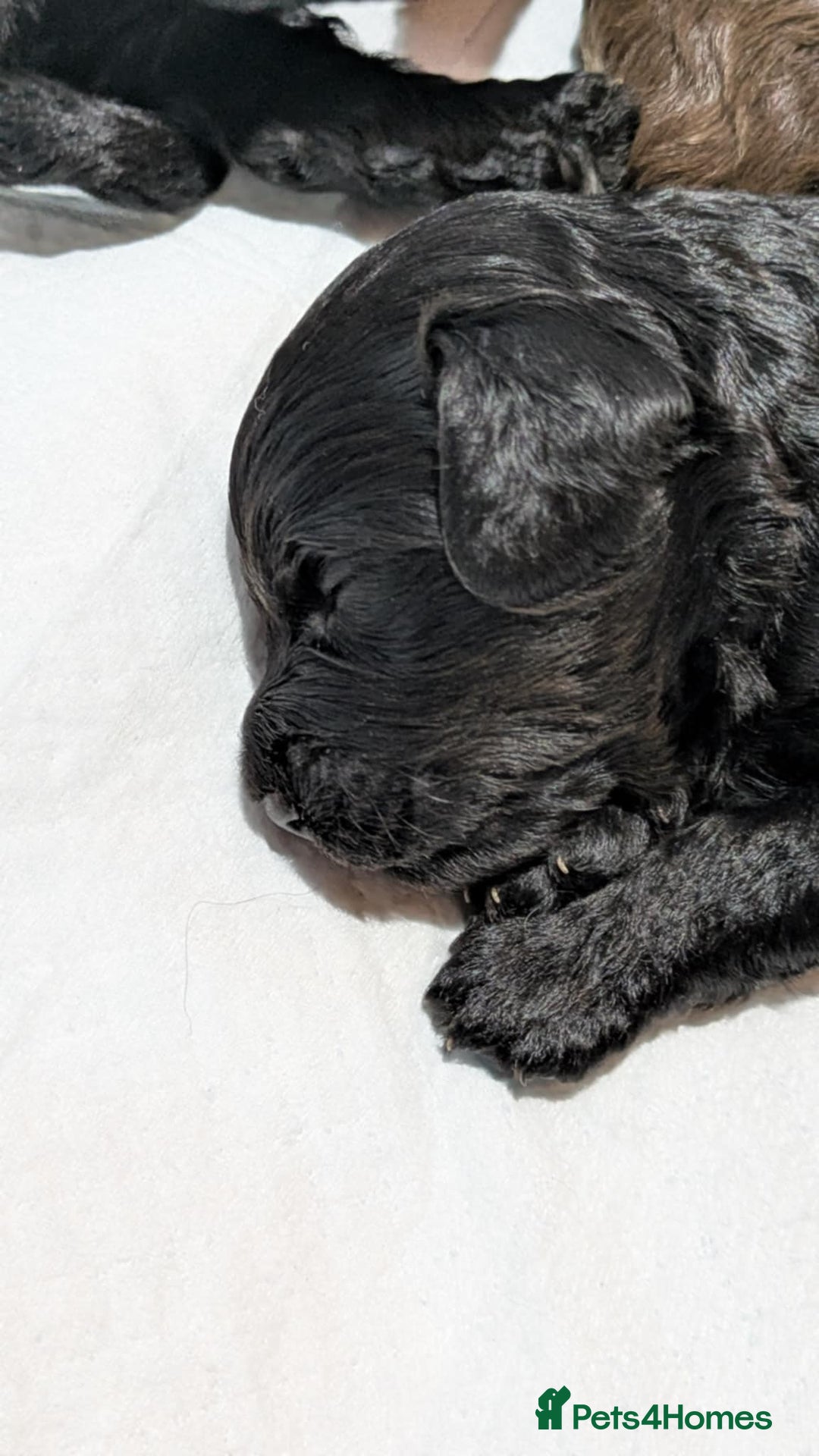 Cockapoo dogs for sale: 5 cockapoo puppys - Image 6
