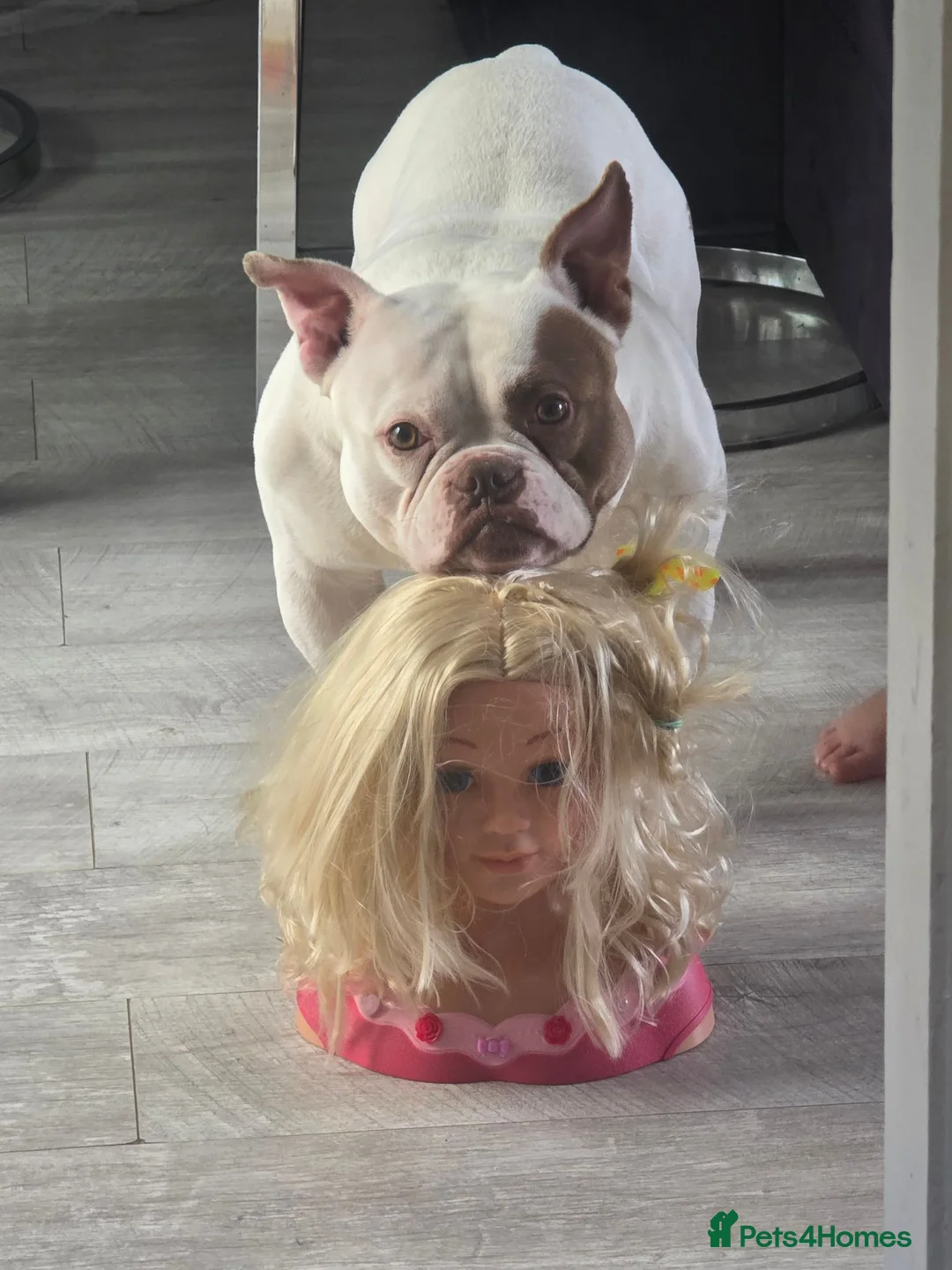 American Bully dogs for sale: Pocket bully male in Preston - Advert 2