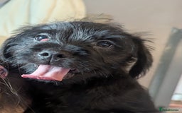 Labradoodle dogs for sale: Miniature labradoodles - Advert 3