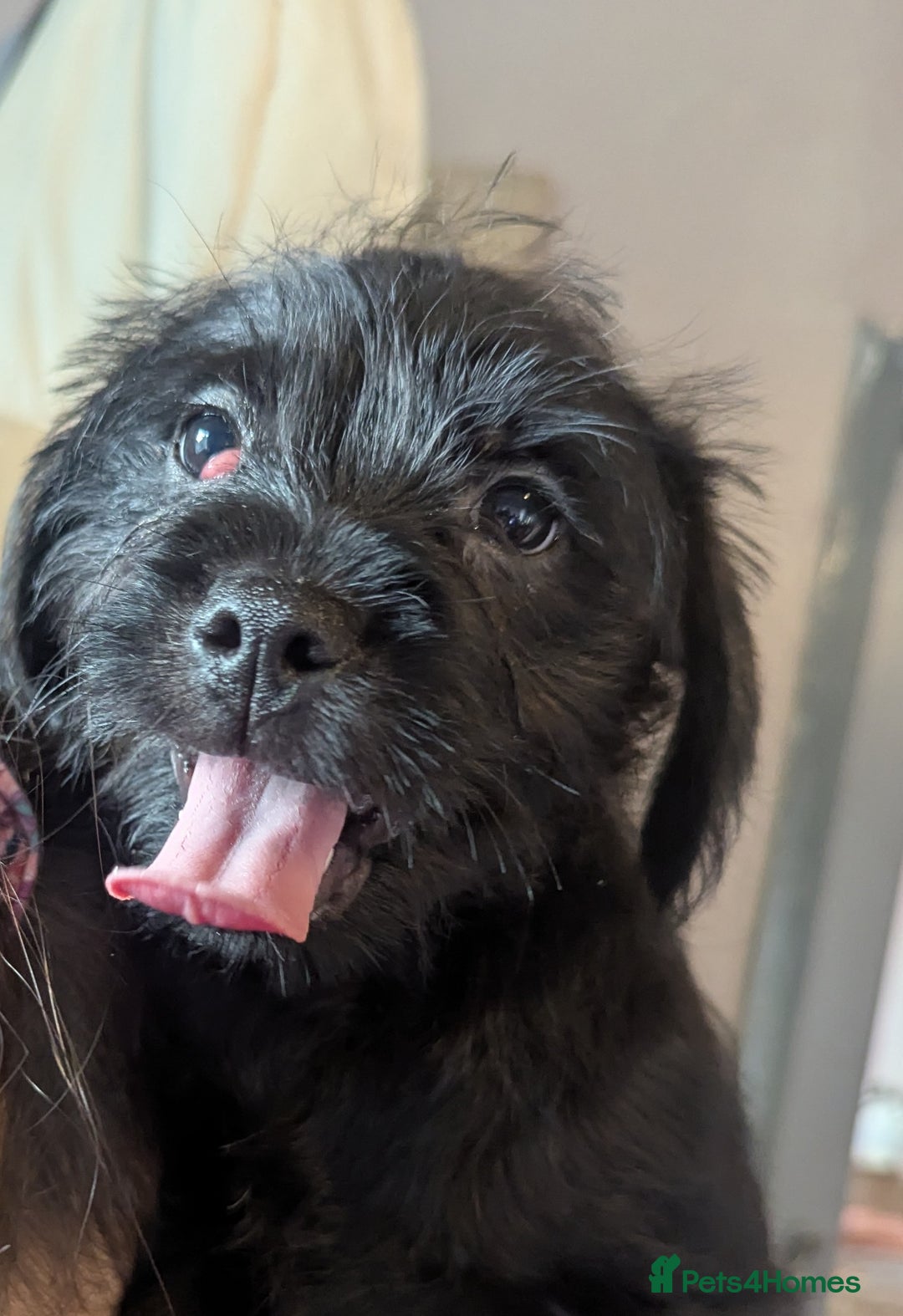 Labradoodle dogs for sale: Miniature labradoodles - Advert 3