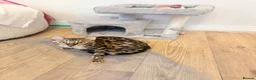 Bengal cats for sale: Friendly & Sociable Bengal Male Kitten  in London - Advert 10