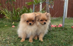Pomeranian dogs for sale: Last two girls available. Tiny, Rare Pomeranian in Boston - Image 3