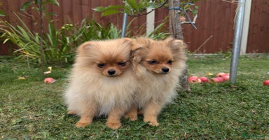 Pomeranian dogs in Boston - Advert 4