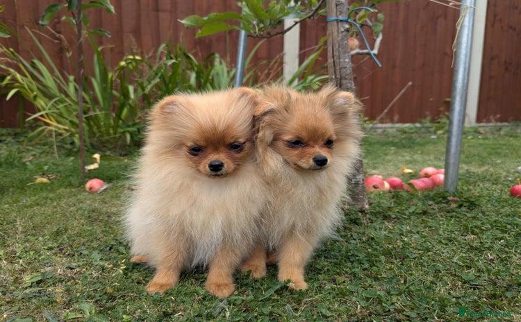 Pomeranian dogs in Boston - Advert 2