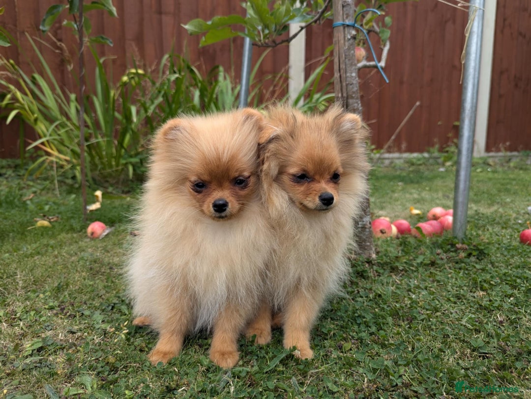 Pomeranian dogs for sale: Last two girls available. Tiny, Rare Pomeranian in Boston - Image 3