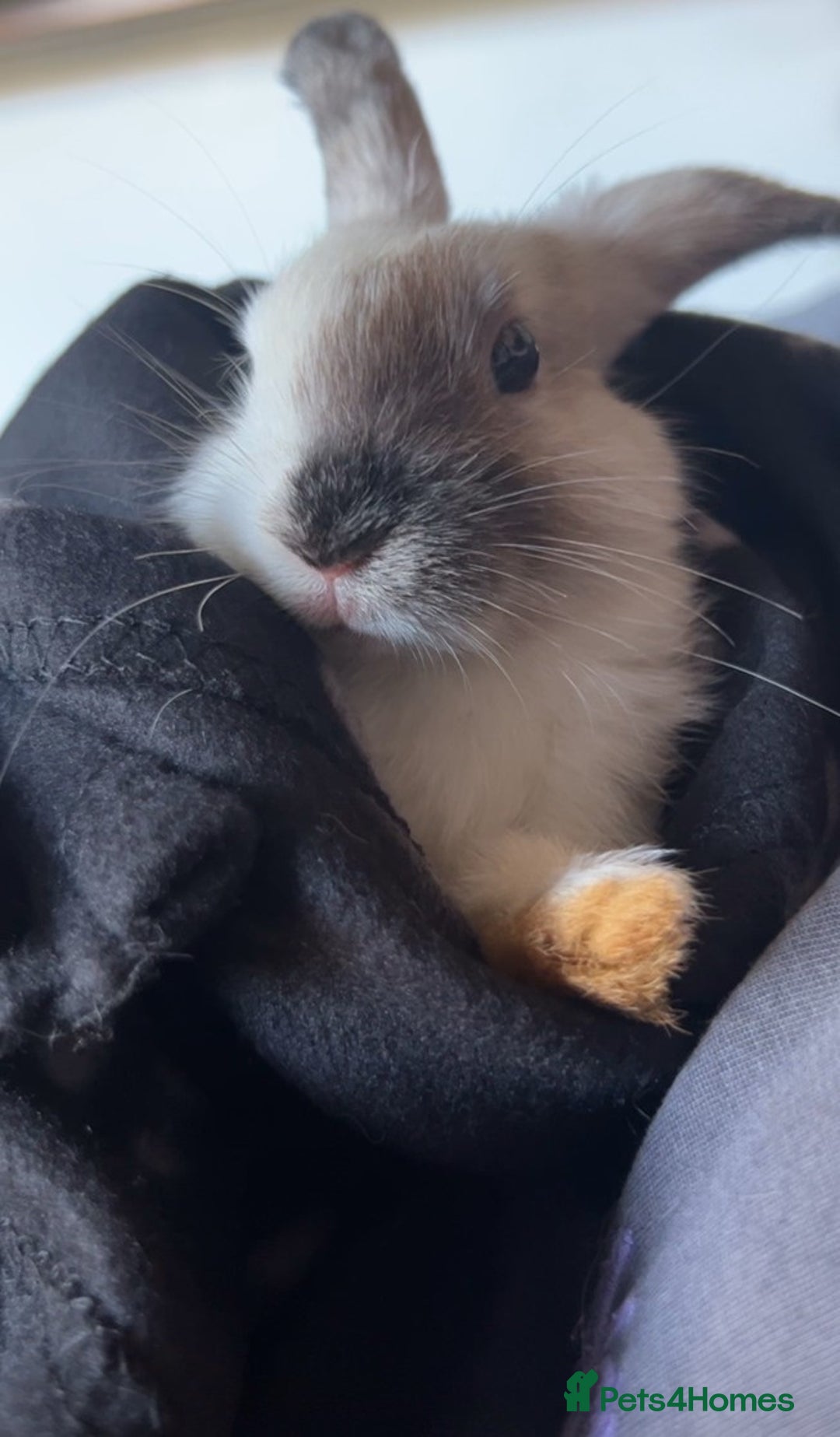 Mini Lop rabbits for sale: 2 lovely rabbits looking for forever home  - Image 2