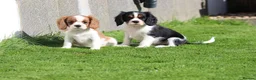 Cavalier King Charles Spaniel dogs for sale: Beautiful Cavalier King Charles Spaniel puppies - Advert 20