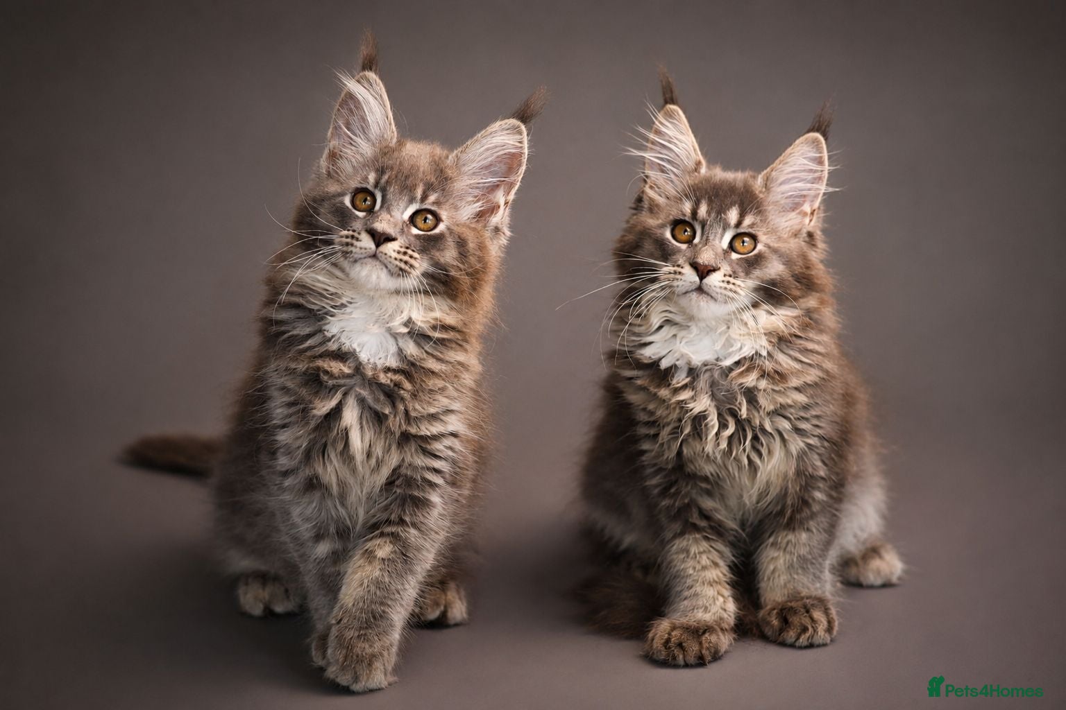 Maine Coon cats Registered Maine Coon Kittens.  - Advert 1