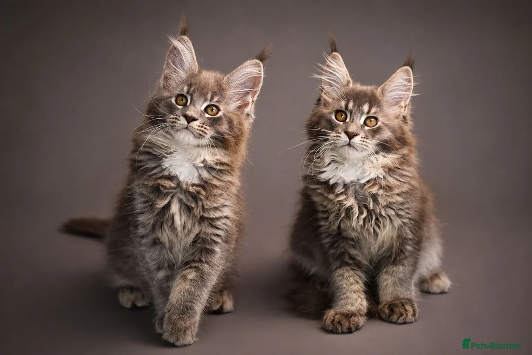 Maine Coon cats for sale: Registered Maine Coon Kittens.  - Advert 1