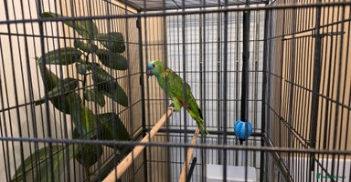 Parrots birds - Advert 6