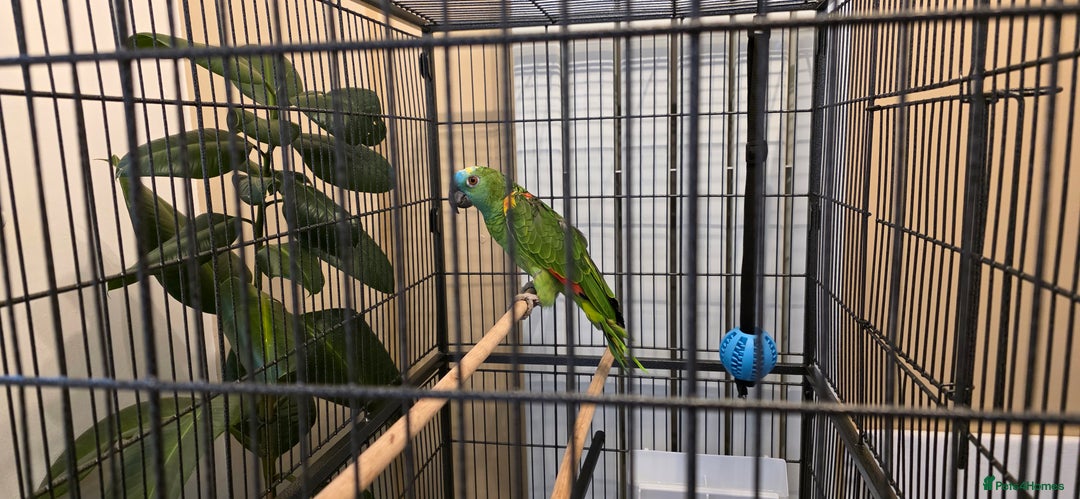 Parrots birds for sale: Quiet Blue Fronted Amazon Parrot - Image 2
