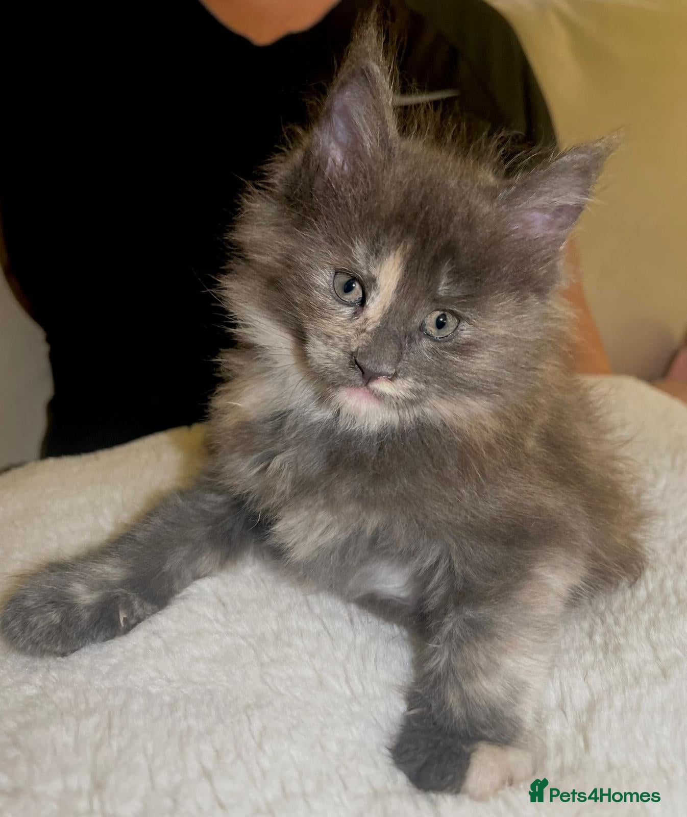 Maine Coon cats Rare stunning tri blue torti main coon kittens - Advert 1