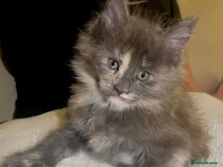 Maine Coon cats Rare stunning tri blue torti main coon kittens - Advert 1