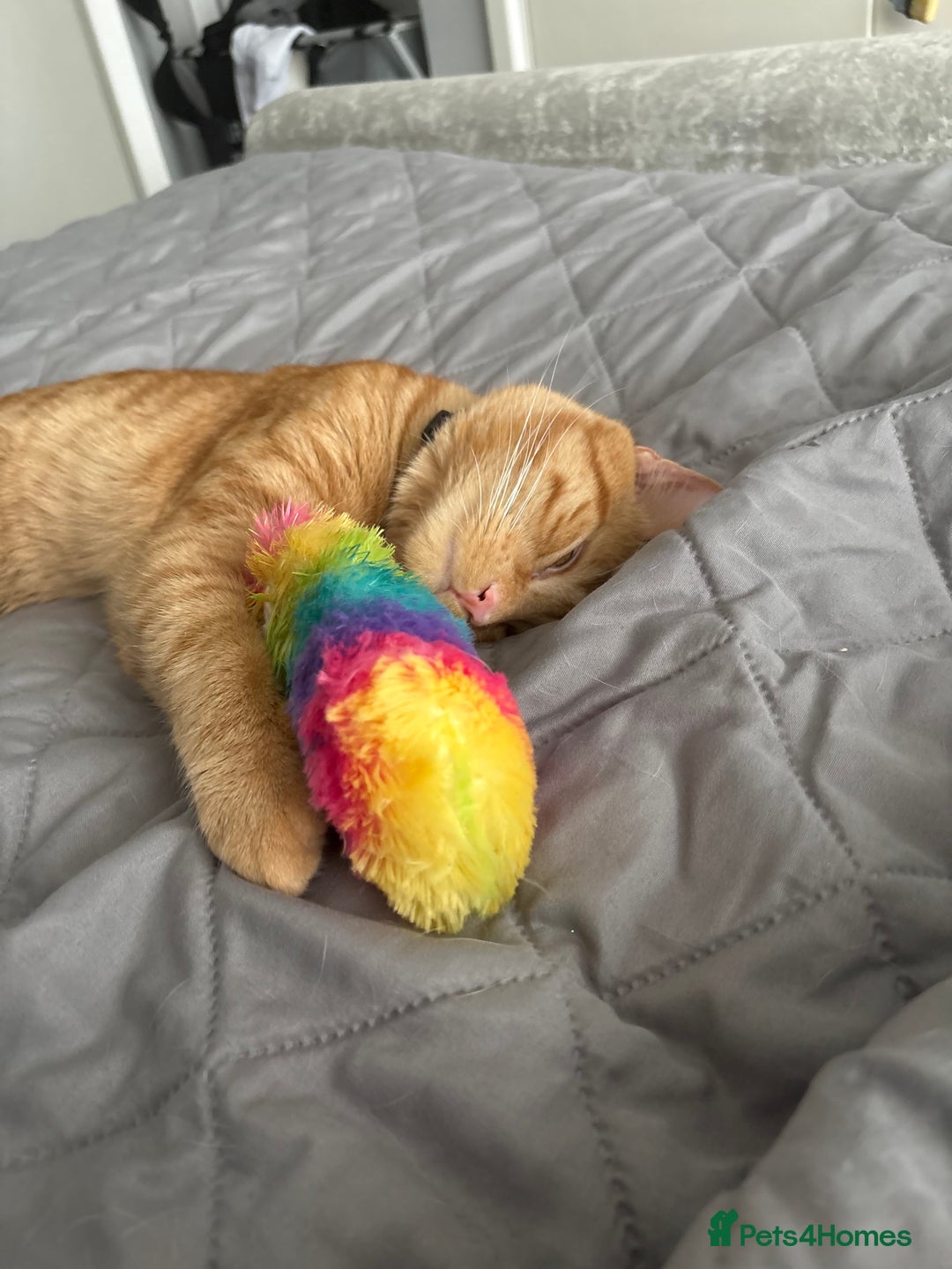 Mixed Breed cats for sale: Ginger 1 year old Kitten  - Image 7