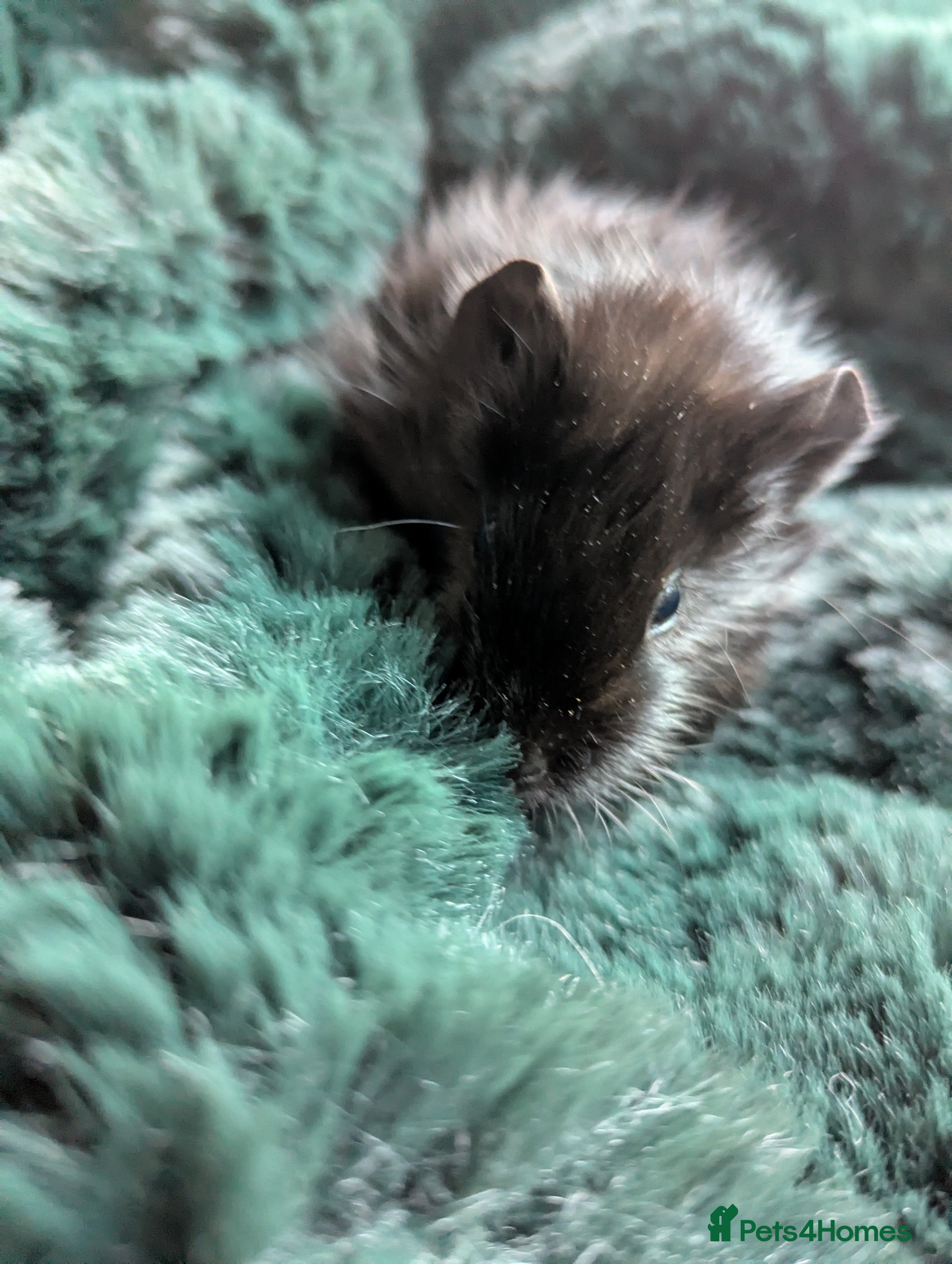 Guinea Pig rodents Black self boar guinea pig boy - Advert 4