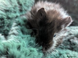 Guinea Pig rodents Black self boar guinea pig boy - Advert 4