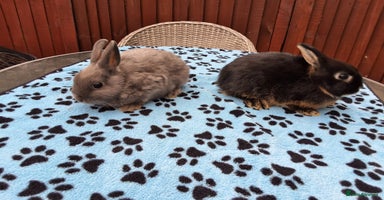 Netherland Dwarf rabbits - Advert 4