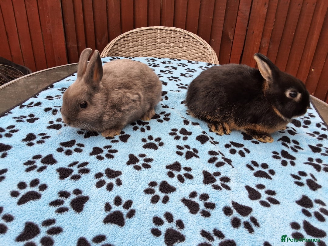 Netherland Dwarf rabbits for sale: 2 male bucks ready for forever homes - Image 2