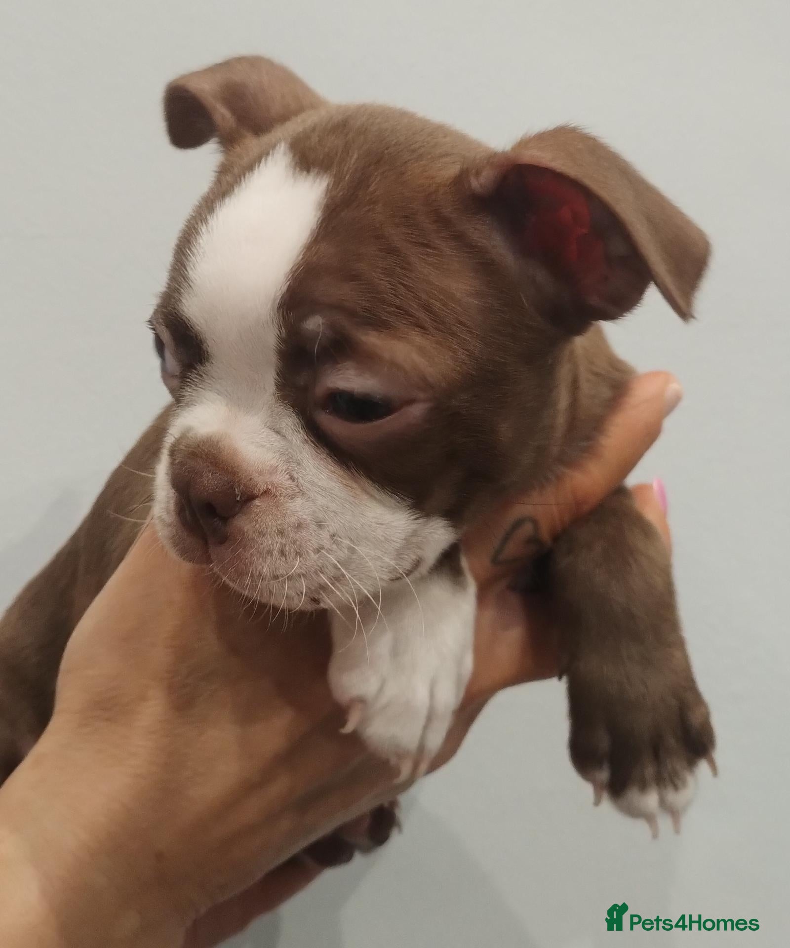 Boston Terrier dogs £1400 KC reg Boston terrier female pup - Advert 2