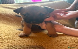 Mixed Breed dogs for sale: German Shepherd cross puppies - Image 7