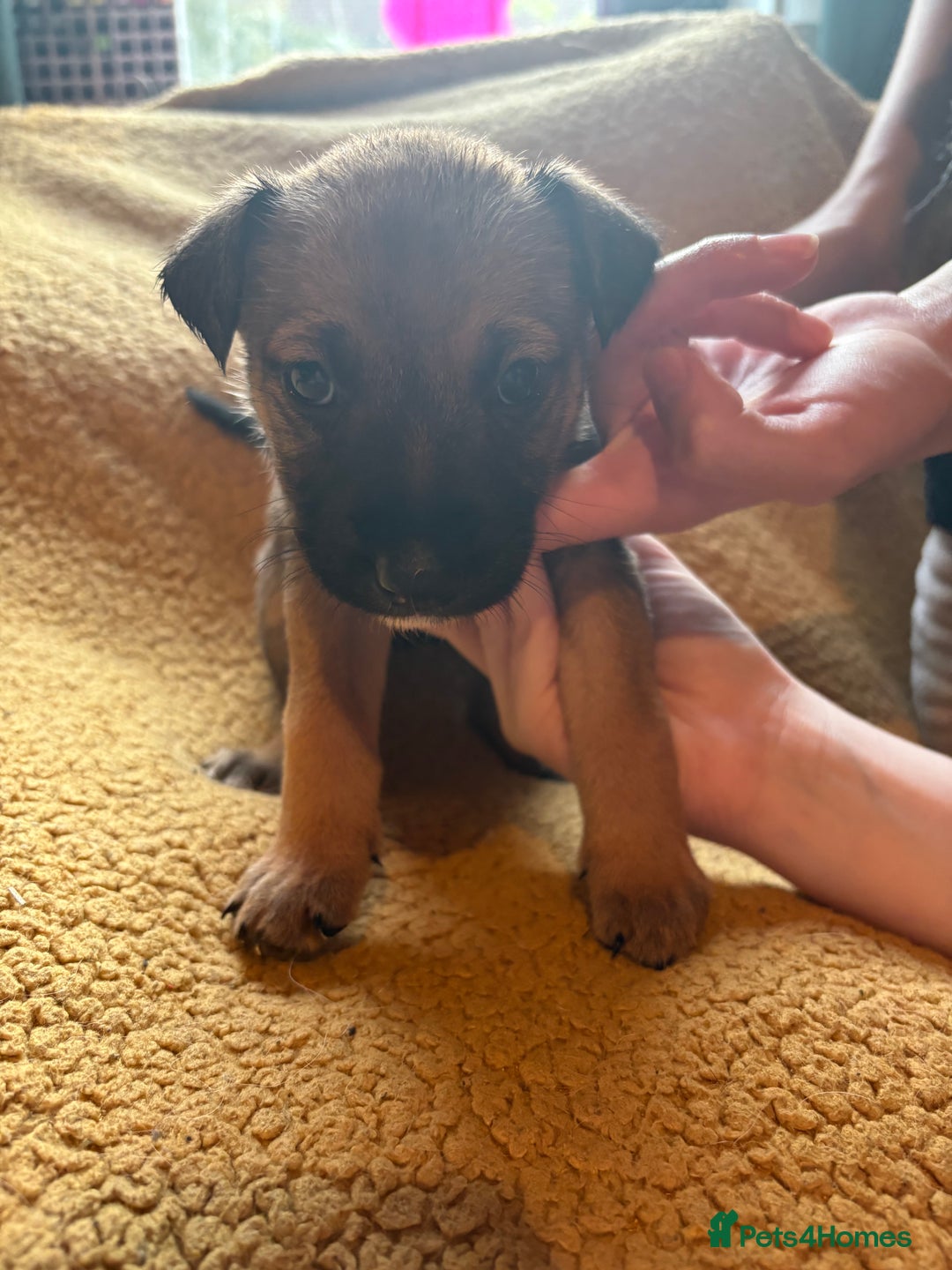 Mixed Breed dogs for sale: German Shepherd cross puppies - Image 7
