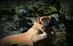 Great Dane dogs for sale: 🌟 Upcoming Litter – Great Danes- August 2025 🌟 - Image 4