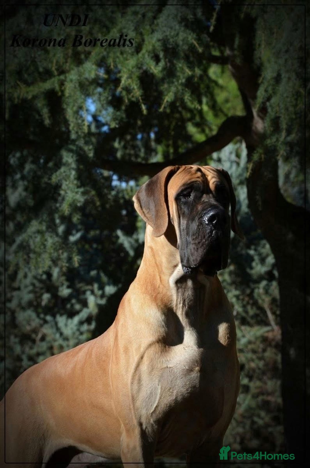 Great Dane dogs for sale: 🌟 Upcoming Litter – Great Danes- August 2025 🌟 - Image 4