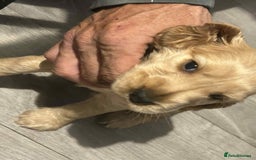 Cockapoo dogs for sale: 5 beautiful cockapoo's - Image 30