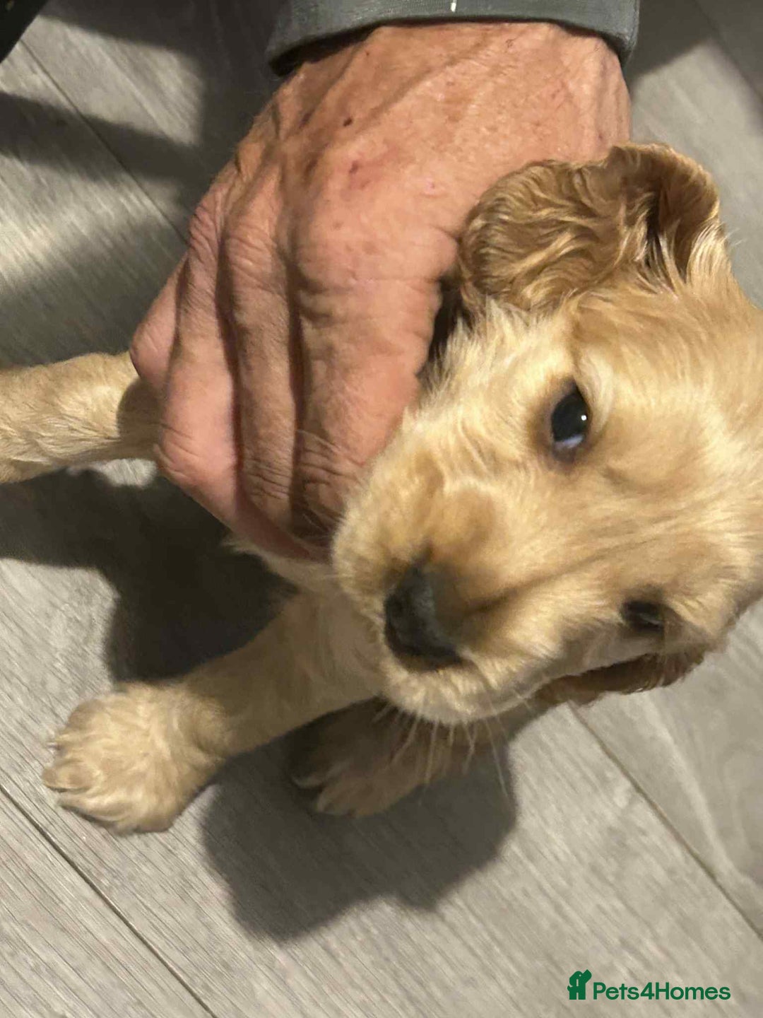 Cockapoo dogs for sale: 5 beautiful cockapoo's - Image 30