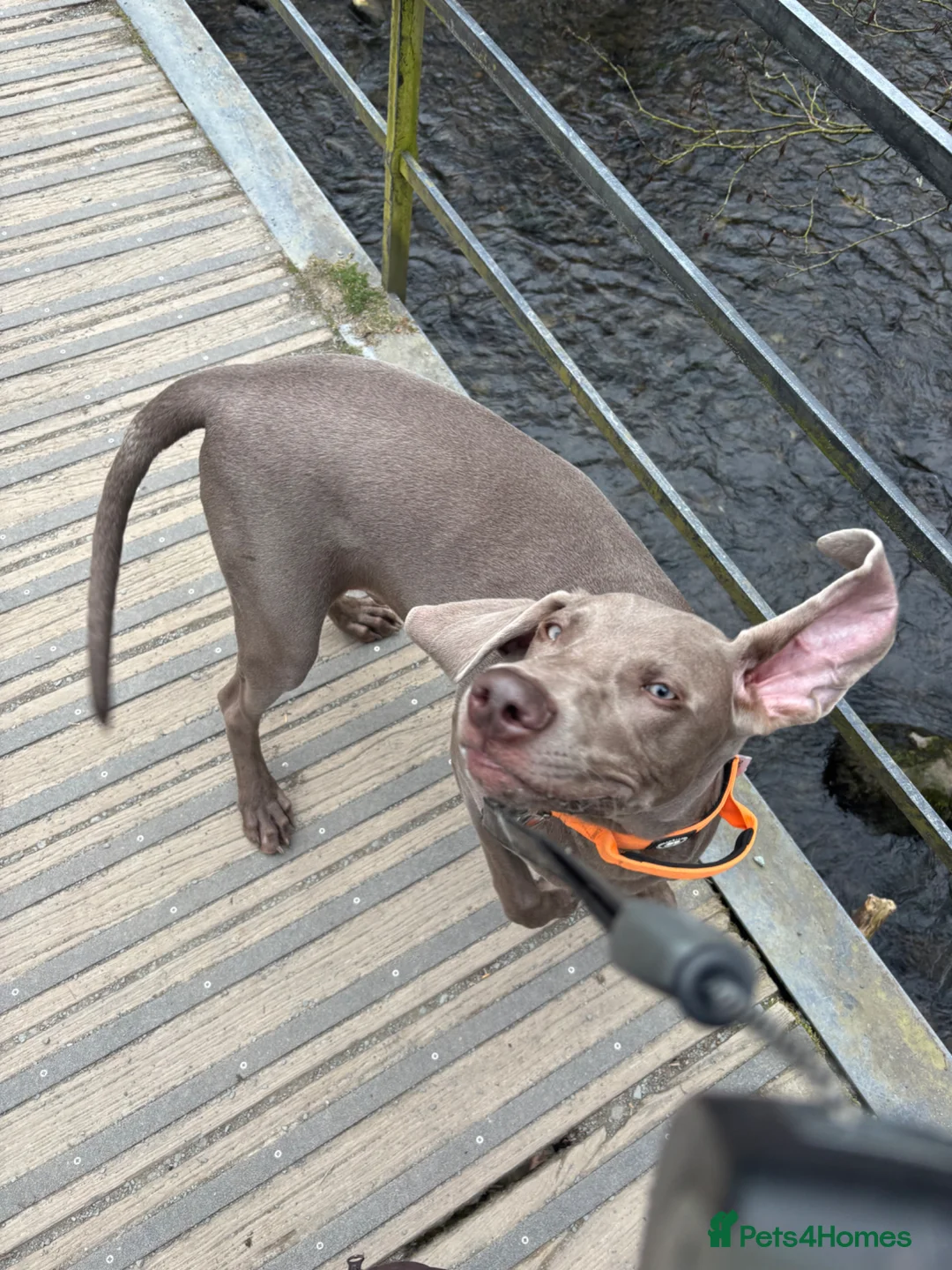 Weimaraner dogs for sale: Our beautiful boy Bodhi  - Advert 10