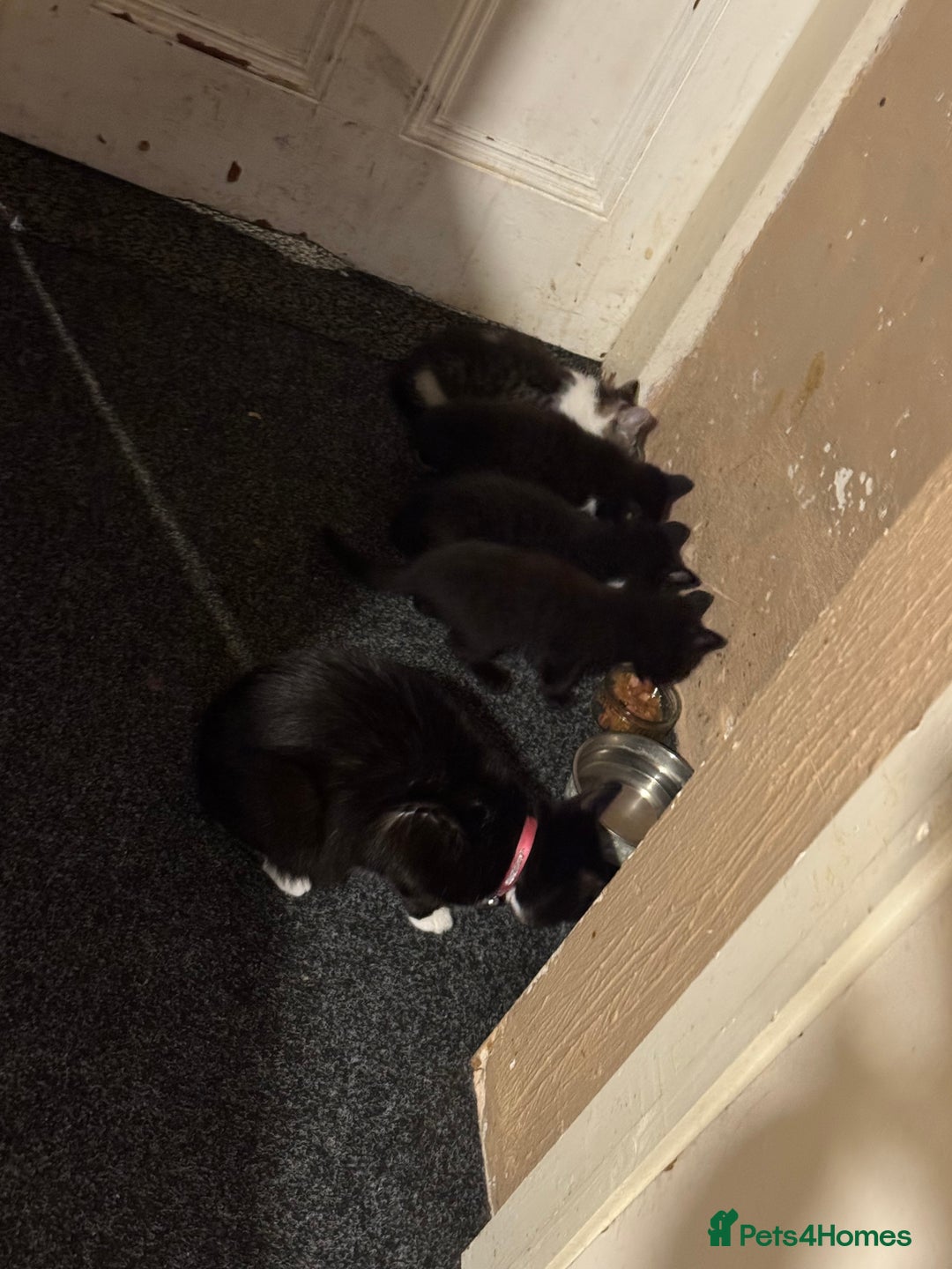 Domestic Shorthair cats for sale: Domestic Kittens - Image 7