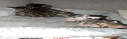 Bengal cats for sale: beautiful litter ready to leave 21st may - Advert 13