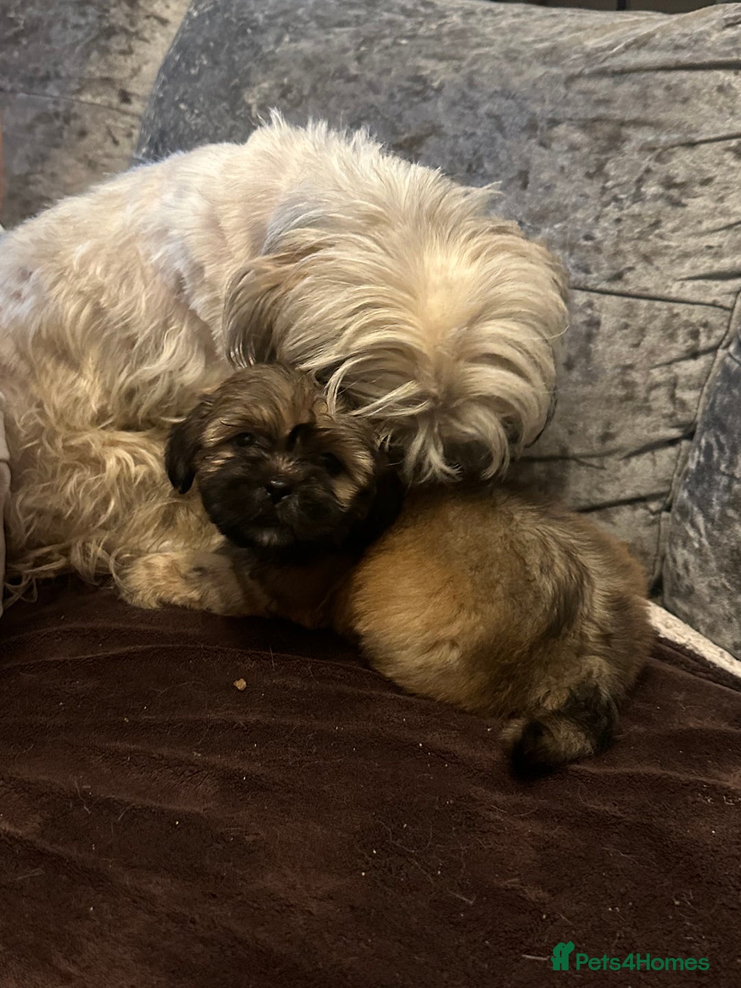 Shih Tzu dogs for sale: Shih Tzu puppies  - Image 9