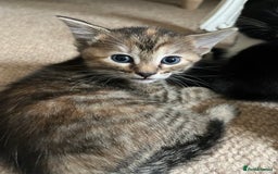 Mixed Breed cats for sale: Beautiful kittens ready for loving new homes.  - Image 8