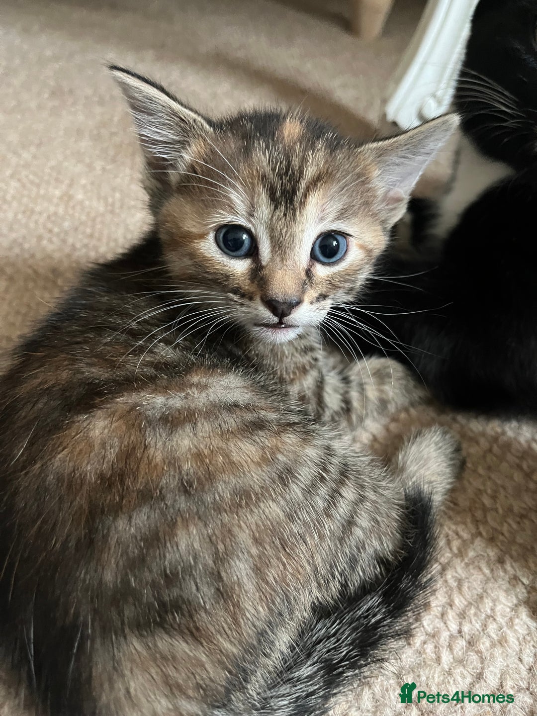 Mixed Breed cats for sale: Beautiful kittens ready for loving new homes.  - Image 8