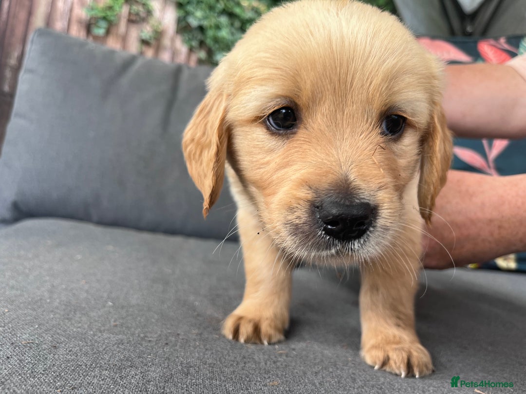 Golden Retriever dogs for sale: 3 beautiful boys awaiting their forever homes 🐶 - Image 36