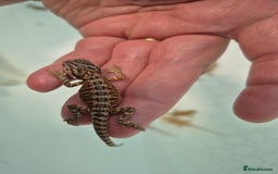 Bearded Dragon reptiles for sale: Bearded dragons  - Image 8