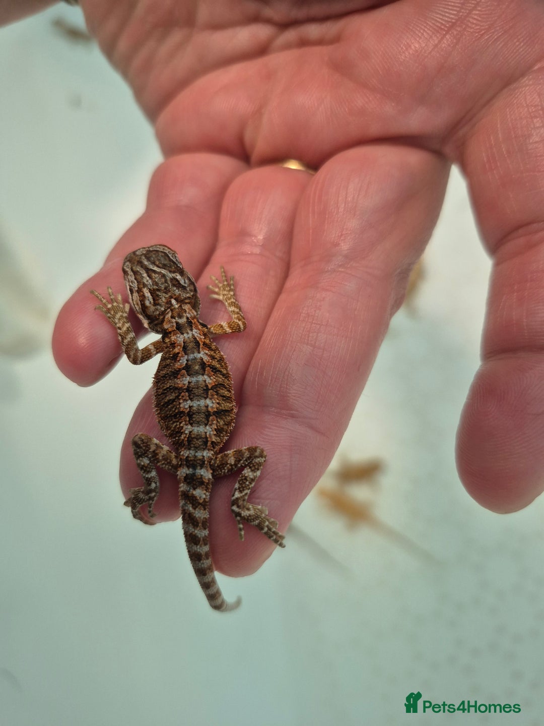 Bearded Dragon reptiles for sale: Bearded dragons  - Image 8
