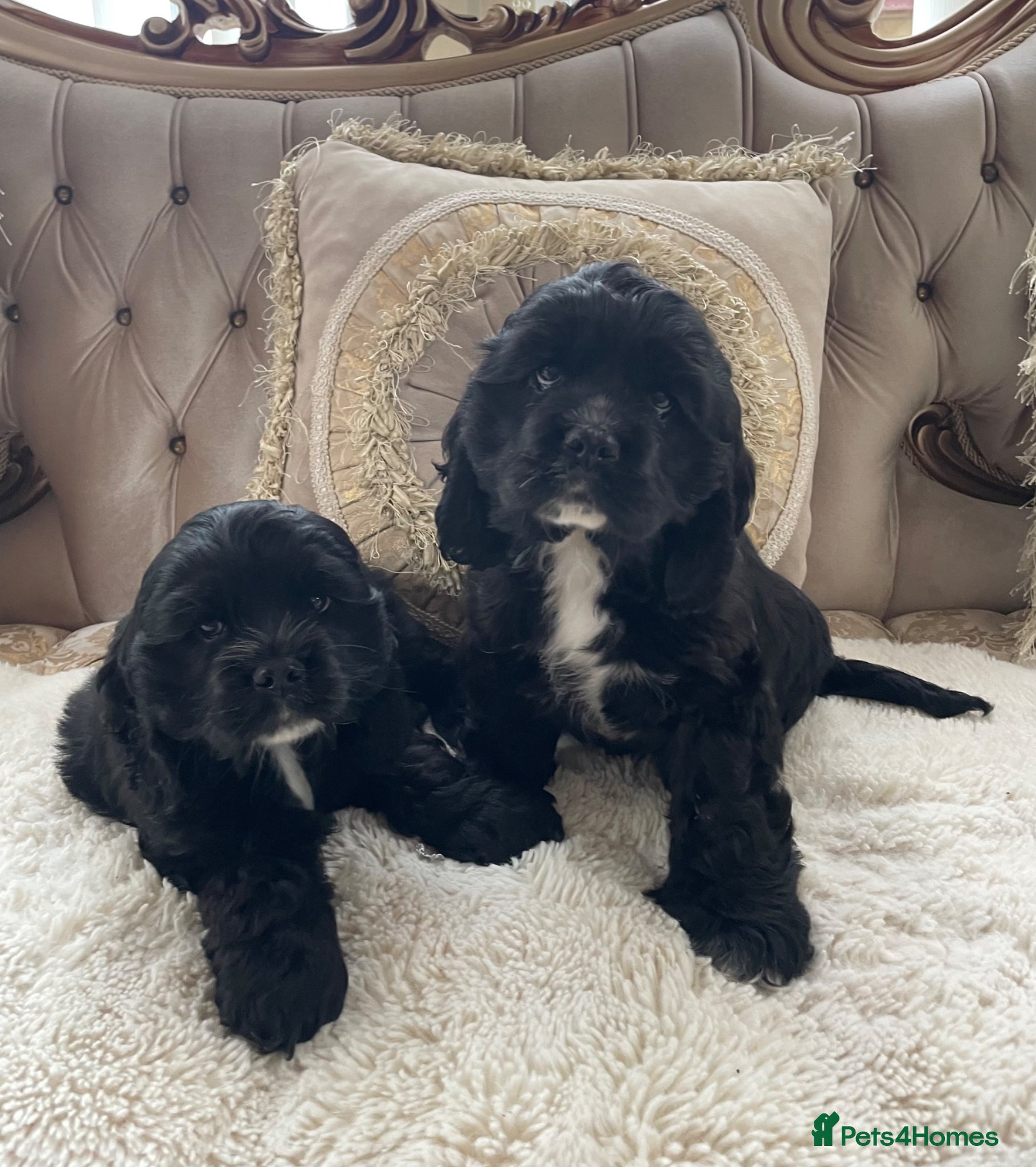 Cocker Spaniel dogs Adorable American Cocker Spaniel Puppies 🐶 - Advert 2