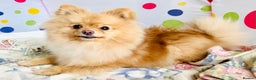 Pomeranian dogs for sale: Lovely Pomeranian puppies  in Sudbury - Advert 2