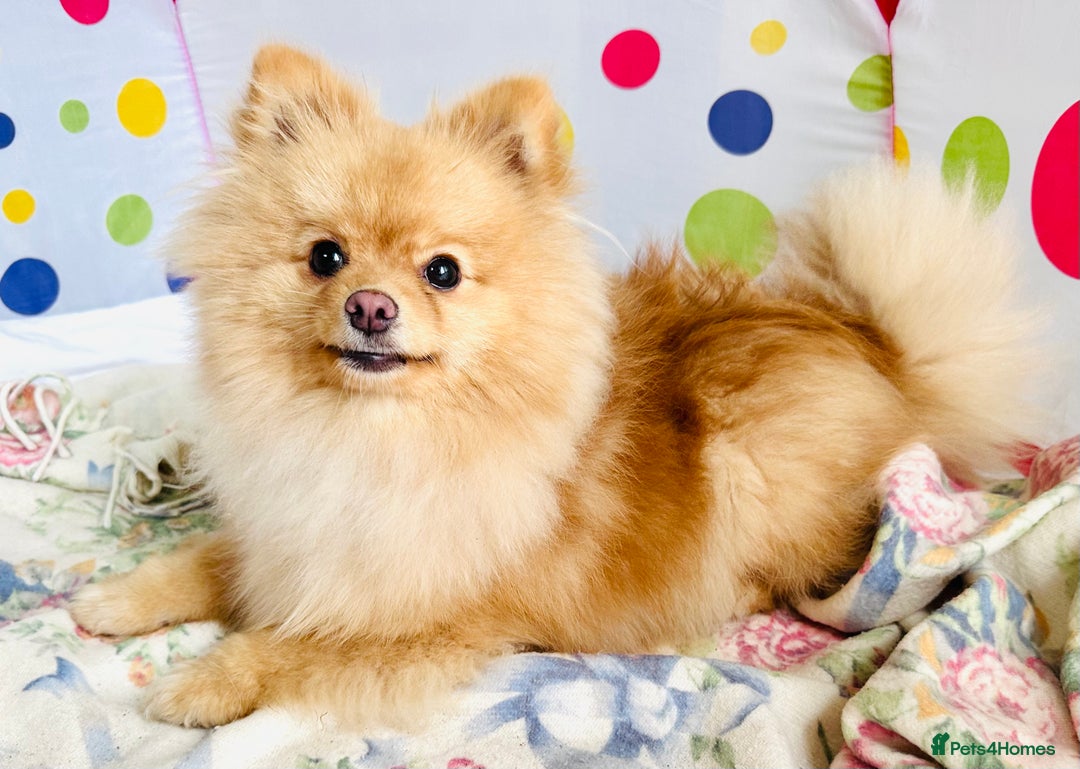 Pomeranian dogs for sale: Lovely Pomeranian puppies  in Sudbury - Advert 2
