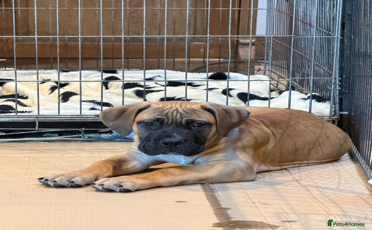 Boerboel dogs Ysterberg line Boerboel puppies  - Advert 3