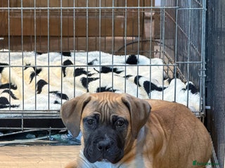 Boerboel dogs Ysterberg line Boerboel puppies - Advert 3