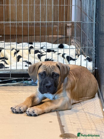 Boerboel dogs Ysterberg line Boerboel puppies - Advert 3