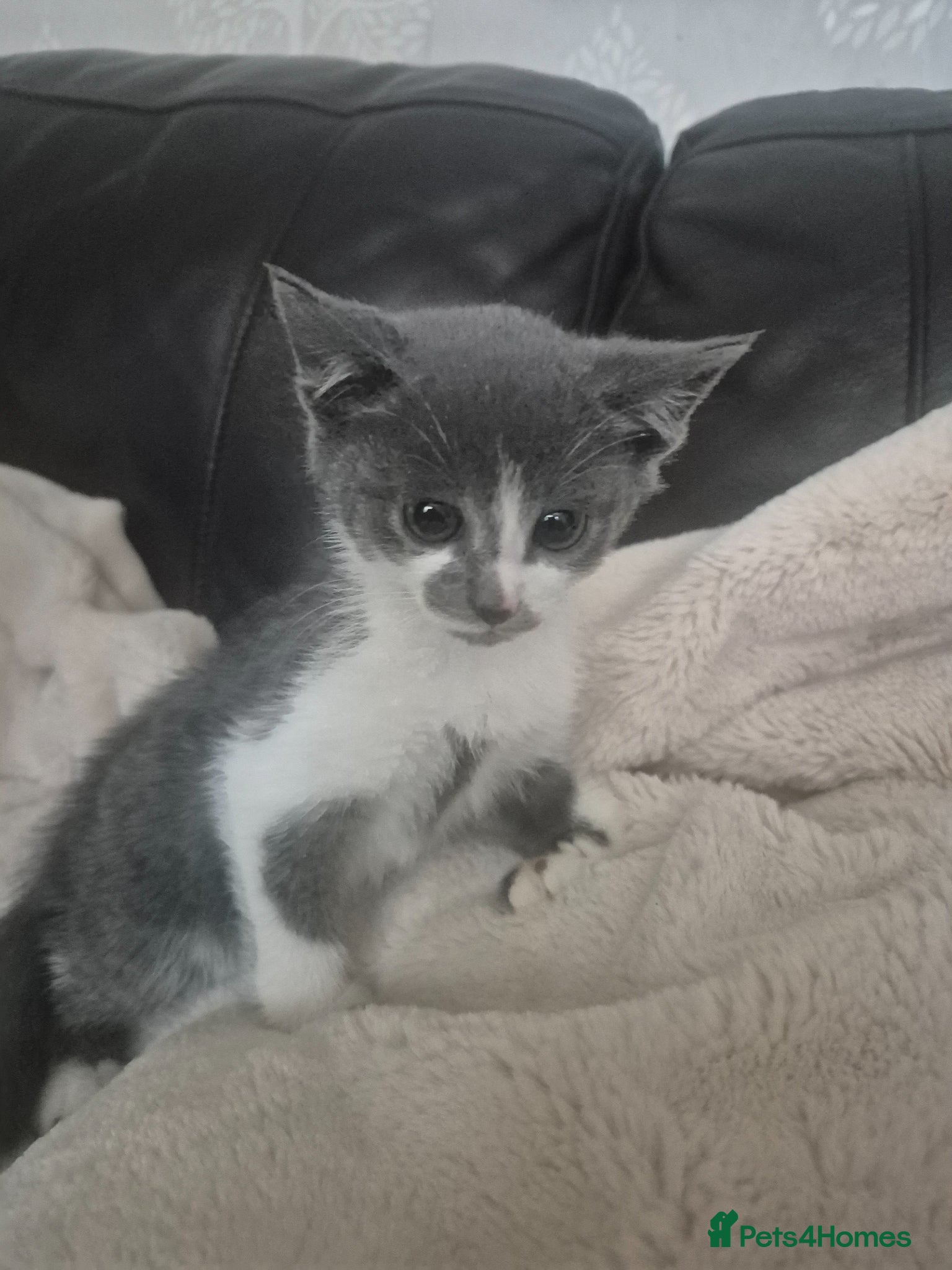 Mixed Breed cats for sale: Four gorgeous grey kittens - Advert 8