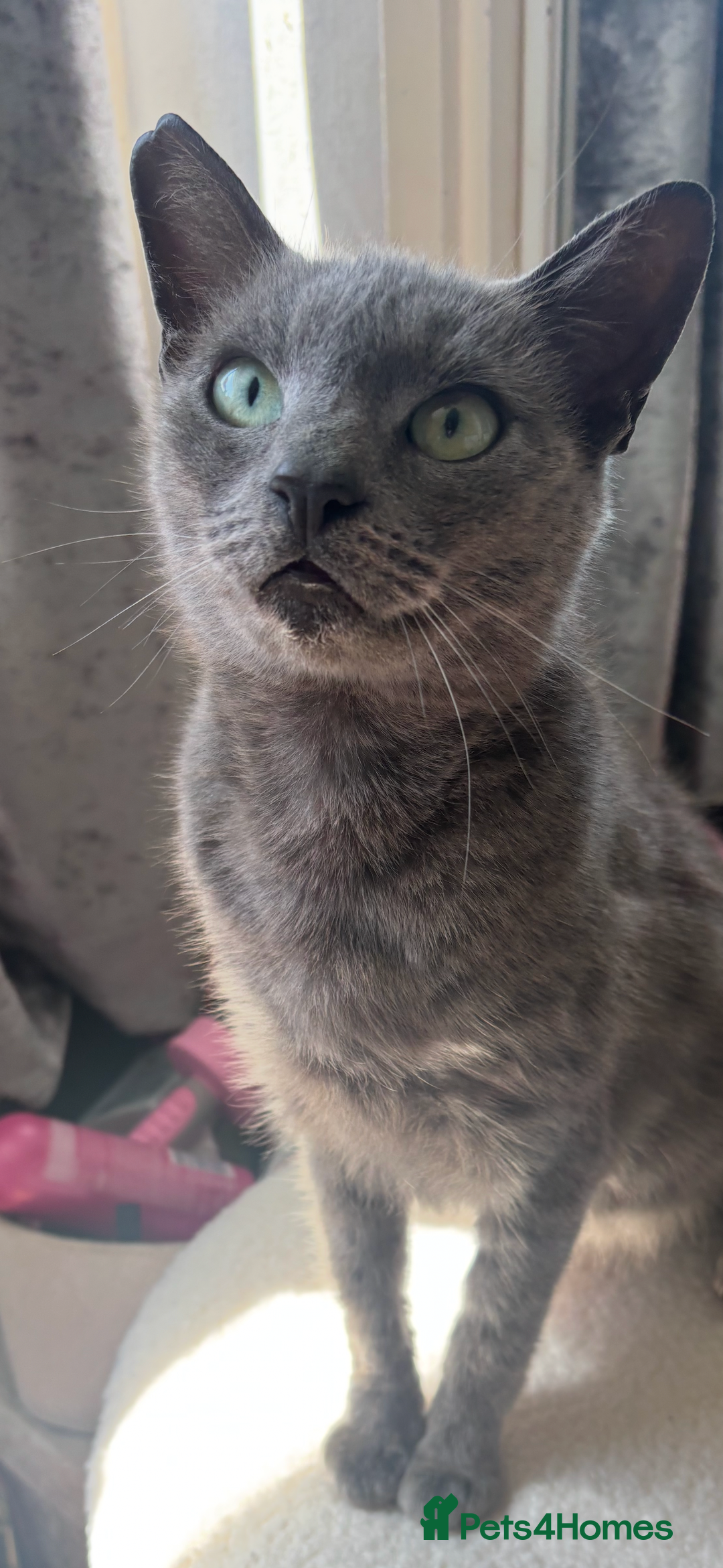 Russian Blue cats for sale: Beautiful kittens for loving homes  - Image 6