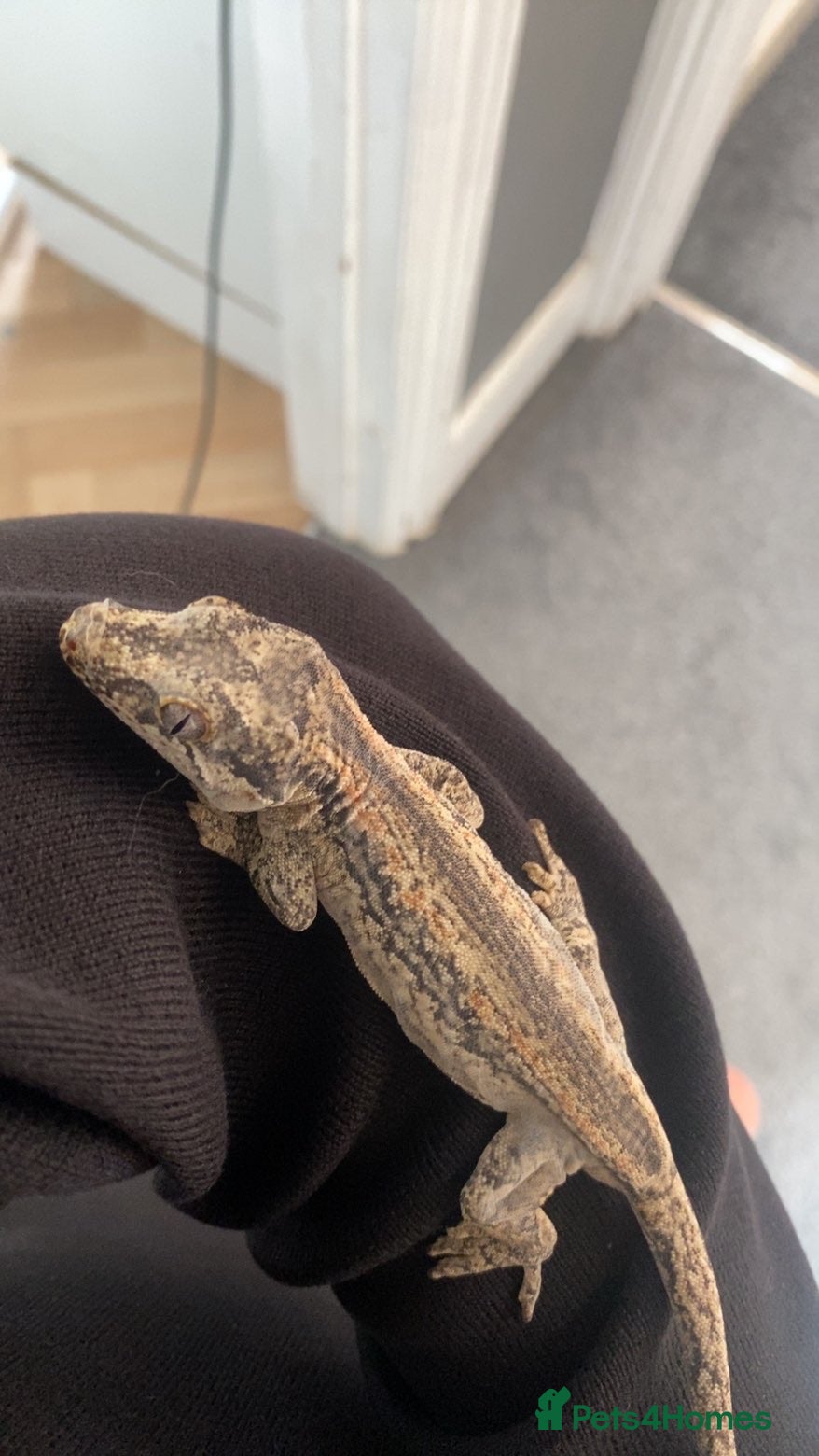 Gecko reptiles Make gargoyle gecko with tank - Advert 1