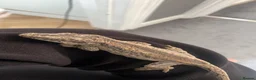 Gecko reptiles for sale: Make gargoyle gecko with tank in Westcliff-on-Sea - Advert 1