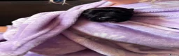 Cane Corso dogs for sale: Cane corso puppy’s  - Advert 3