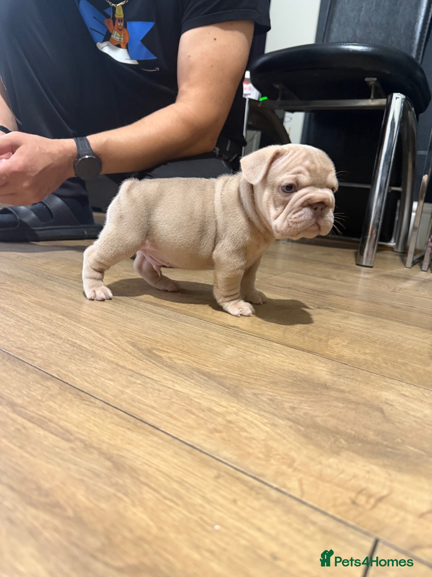 French Bulldog dogs New Shades Puppies/ DNA 🧬 Tested Parents  - Advert 1